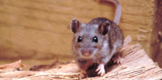 Diagnóstico de Hantavirus