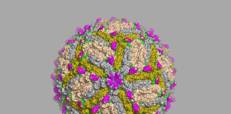 Descubren los anticuerpos que impiden la infección por el virus Zika