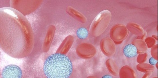 La infección por el virus Zika es causada por un solo serotipo