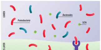 The Gut Microbiota in Immune-Mediated Inflammatory Diseases