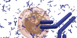 Discovery of Rapidly Adapting Antibody Opens Door for Universal Flu Vaccines