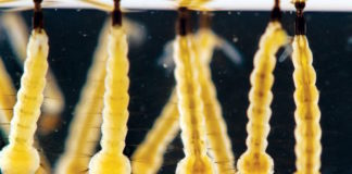 Los mosquitos adultos pueden transmitir el virus Zika a su descendencia