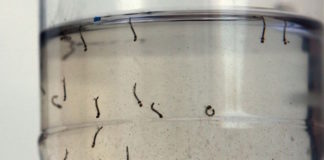 La infección congénita por el virus Zika puede provocar sordera en los niños