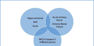 Uric acid, gout and kidney disease: The chicken or the egg?