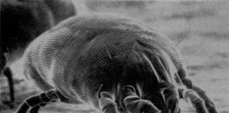 NIH study determines key differences between allergic and non-allergic dust mite proteins