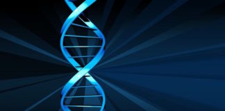 Circadian rhythm-related genes: implication in autoimmunity and type 1 diabetes