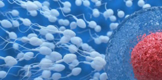 Alteraciones en la división meiótica pueden causar infertilidad