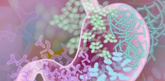 Cómo afectan nuestros genes al microbioma del intestino