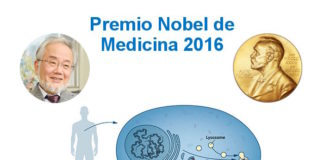 El Nobel de Medicina 2016 es para el reciclaje celular