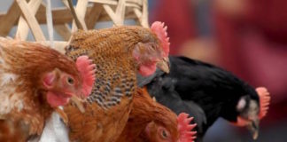 Un cóctel de bacteriófagos podría controlar a Salmonella en aves