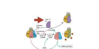 A new function for oncoproteins of DNA tumor viruses