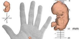 El desarrollo humano embrionario en 3D