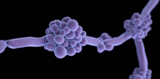 Alerta epidemiológica ante brotes de infecciones por Candida auris en servicios de atención de la salud