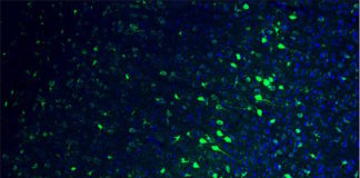 Restaurar la visión en ratones ciegos a través de al edición genética