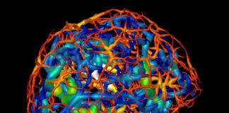 Imaging technique reveals movement of genetic material within nucleus