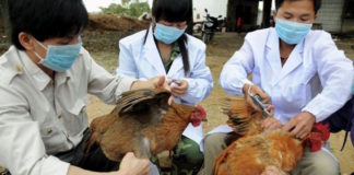 El año de nacimiento podría brindar protección contra las cepas de influenza aviar