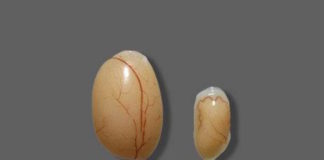 Zika Damages Male Fertility, in Mice Anyway