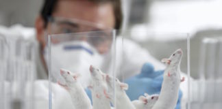 Un virus con un gen específico impide el desarrollo de Alzheimer en ratones