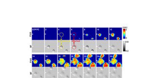 Novel label-free microscopy enables dynamic, high-resolution imaging of cell interactions