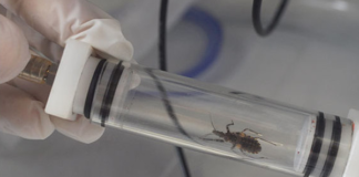 Usarán Big Data para detectar dónde se esconde el Chagas