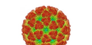 Test creado en Brasil puede diagnosticar 416 virus de zonas tropicales