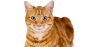 Una cepa de influenza aviar podría haber pasado de los gatos a los seres humanos