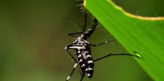 Identifican un subtipo africano del mosquito Aedes aegypti