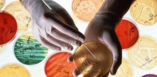 Antibiotics can still kill drug-resistant bacteria if they ‘push’ hard enough into bacterial cells