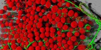 Fat tissue can communicate with other organs