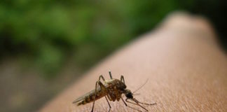 El parásito de la malaria podría ser atractivo para los mosquitos