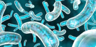 Detectan un subtipo más invasivo y resistente de Salmonella Typhimurium en Brasil