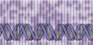 ¿La solución definitiva para almacenar datos digitales sería el ADN?