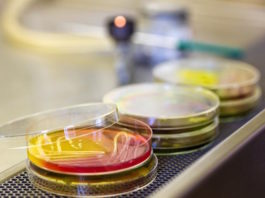 Personal de salud: Portador de Staphylococcus aureus en la mucosa nasal