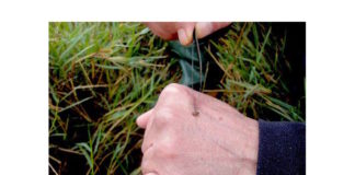 Origen y expansión de la fasciolosis humana en la Latinoamérica