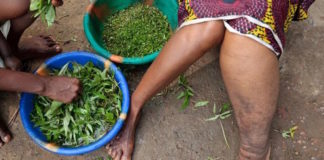 Lymphatic filariasis