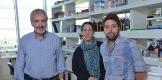 Proteínas que reparan y avisan que hay daño