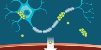 Antibody Makes Alzheimer’s Protein Detectable in Blood