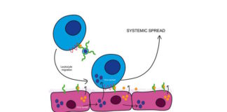 ¿Cómo se disemina el virus de la varicela por el cuerpo?