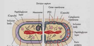Estudian cómo las bacterias gestionan sus reservas de energía