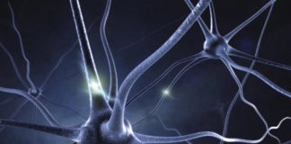 La revista Nature destaca en su última edición cómo la autoinmunidad tiene un papel importante en párkinson