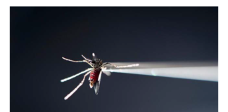 El virus Zika es más dañino para el embarazo de lo que se pensaba