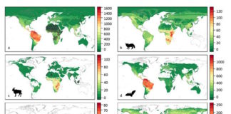 Un nuevo estudio identifica los factores que influyen en el traspaso vírico de animales a humanos