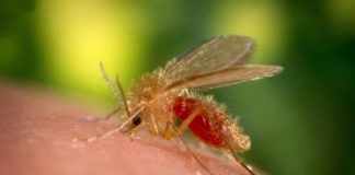 Un nuevo dispositivo simplifica la identificación de hospedadores de Leishmania