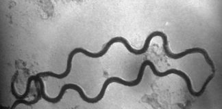 Sífilis: Una enfermedad con plena vigencia epidemiológica