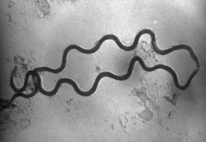 Sífilis: Una enfermedad con plena vigencia epidemiológica |  