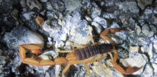 Investigadores de la UNAM descubren propiedad bactericida y citotóxica del Veneno de Alacrán