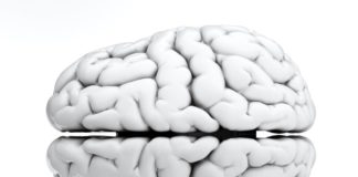 Científicos descubren cuáles son las células que controlan el envejecimiento