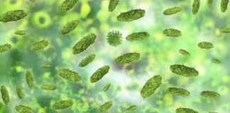 Gut viruses tied to potentially deadly complication of bone marrow transplant