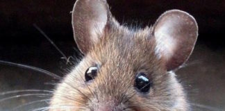 Científicos chilenos descubren el primer tratamiento específico para combatir el hantavirus