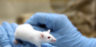 In Vivo Excision of HIV-1 Provirus by saCas9 and Multiplex Single-Guide RNAs in Animal Models